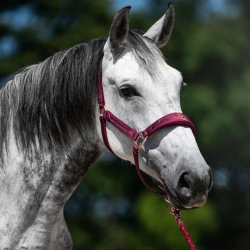 Halter EQ.QUEEN Athens 26AW